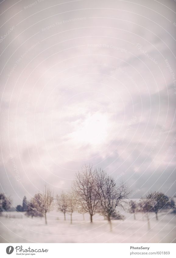 a little snow Nature Sky Clouds Winter Weather Tree Bright Cold Climate Snowfall Switzerland Colour photo Exterior shot Copy Space top Copy Space middle Day