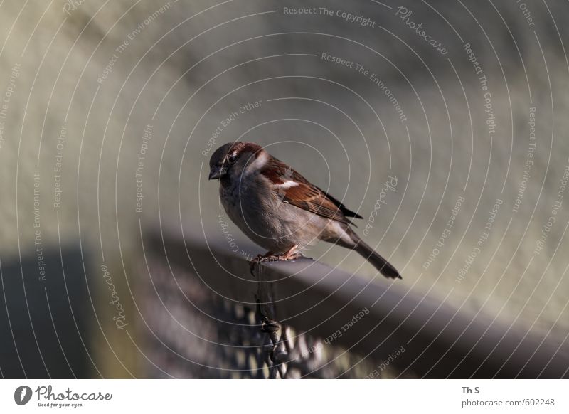sparrow Animal Wild animal Bird 1 Observe Wait Free Town Serene Patient Calm Self Control Freedom Uniqueness Independence Sparrow Environment Nature Fence