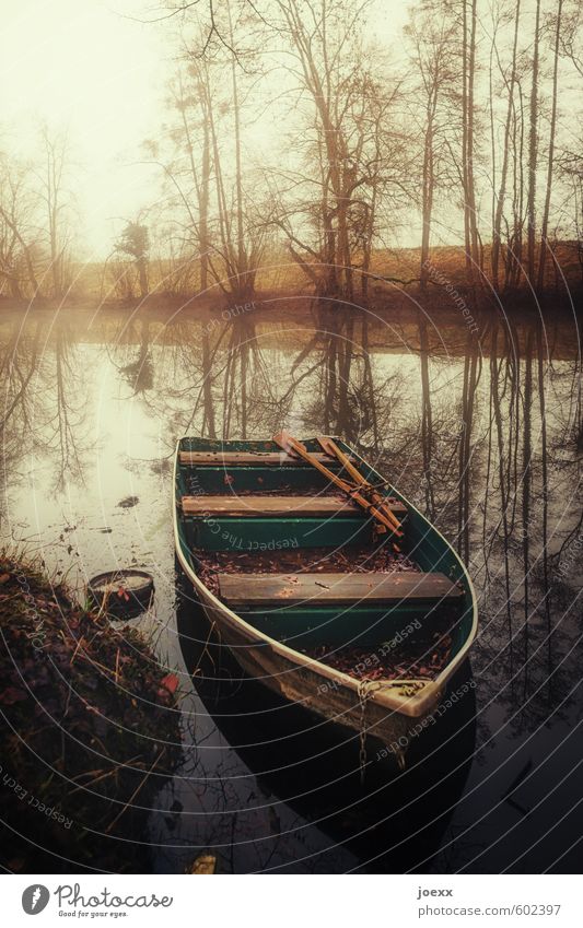 quiet flow Nature Water Autumn Weather Fog Tree River bank Rowboat Motor barge Old Brown Yellow Green Romance Calm Identity Idyll Rhine Old Rhine Colour photo