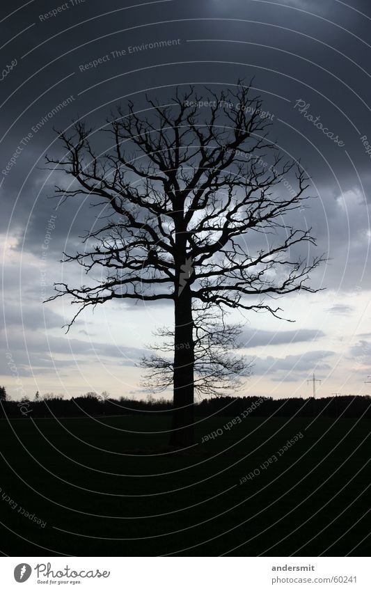 wood bolt Tree Large Bizarre Loneliness Silhouette Clouds Storm Night Forest Thin Shadow Evening Dusk Sadness