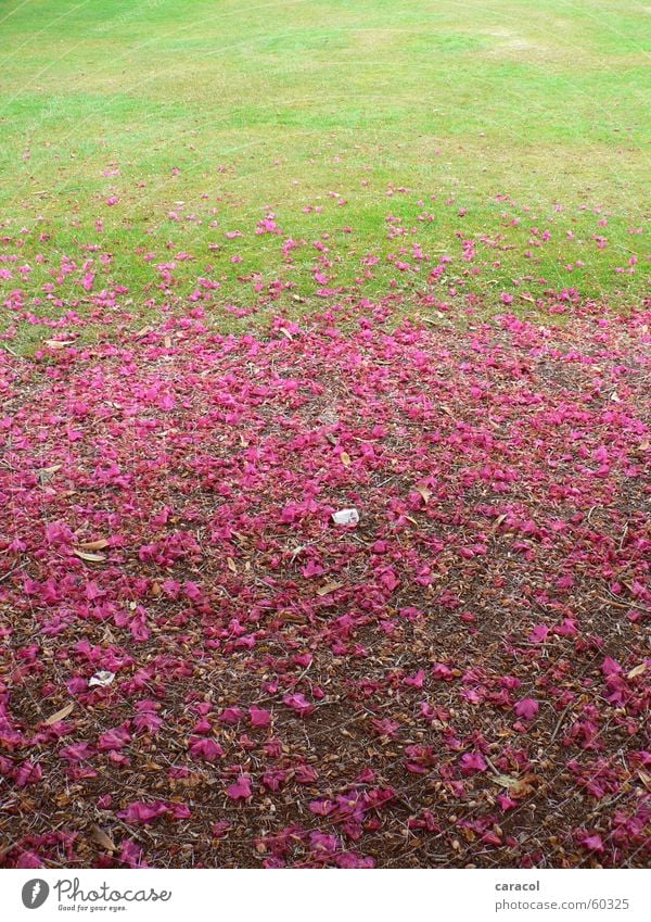 flower magic Flower Blossom Pink Green flowery grass Lawn