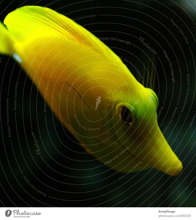 poisson Yellow Black Zoo Aquarium Ocean Vacation & Travel Fish Water wings Eyes