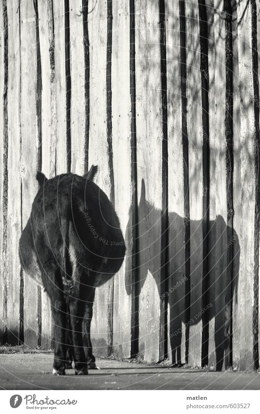 pars pro toto Wall (barrier) Wall (building) Animal Pet 1 Stand Wait Black White Donkey Bottom Shadow Sadness Grief Loneliness Black & white photo Exterior shot