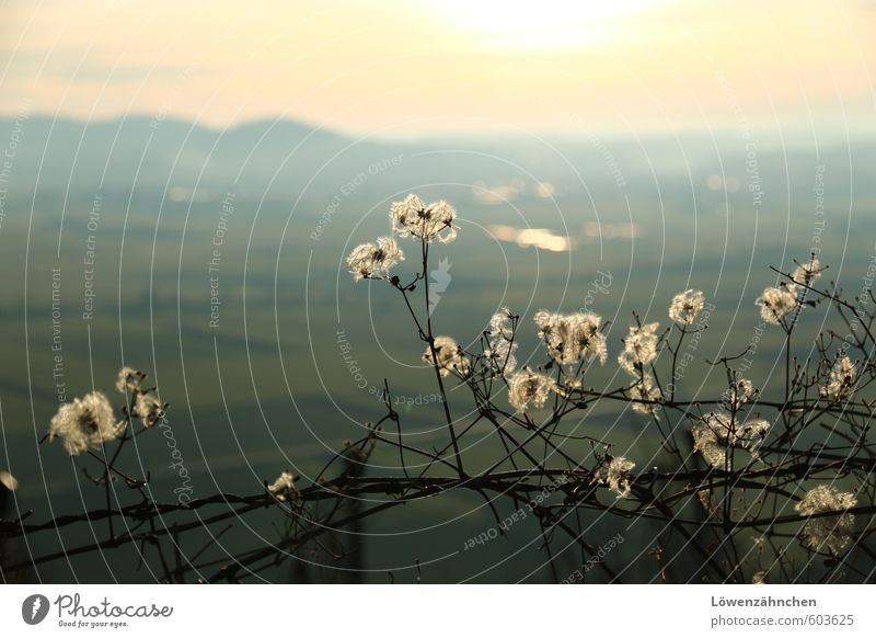 What a view Nature Landscape Beautiful weather Plant Clematis flying seeds Seed Tendril Bright Soft Blue White Moody Caution Beginning Horizon Ease