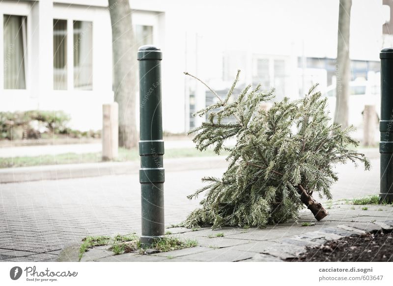 over Winter Tree Christmas tree Building Street Pole Simple Bright Gloomy Gray Green White Disappointment Loneliness Distress Squander End Apocalyptic sentiment