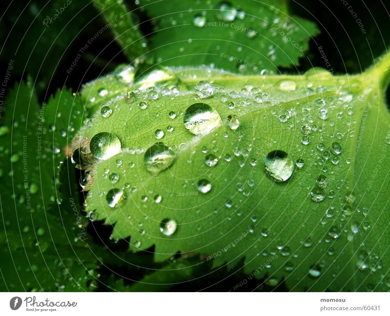 dripped into the green Leaf Spring Summer Drops of water Rain Rope Garden