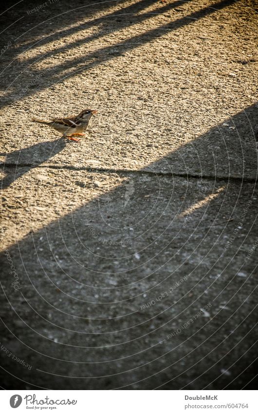 A sparrow in the sun Animal Bird 1 Stone Concrete Observe Stand Wait Brown Gray Joie de vivre (Vitality) Loneliness Hope Contentment Patient Sparrow