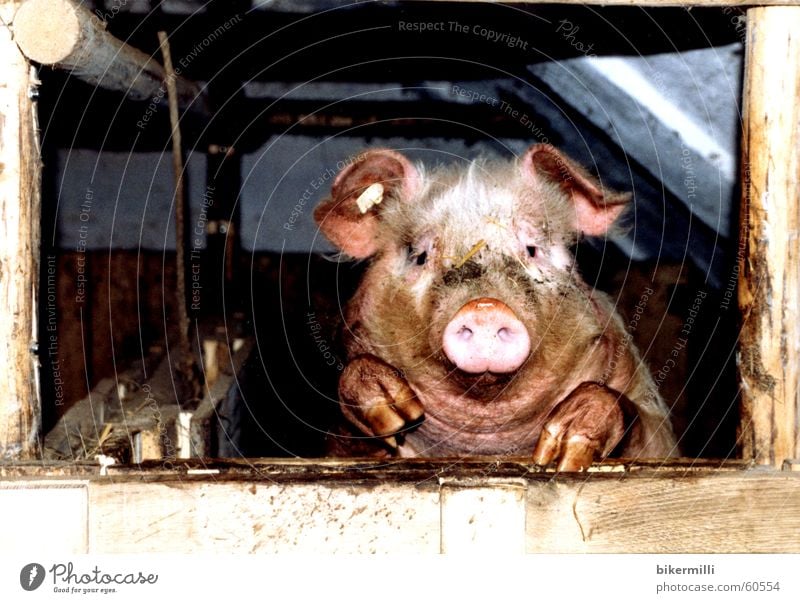 the observer Swine Farm animal Livestock Animal Pink Speed Snout Curiosity Sow Boar Grunt Scrabble about Wallow Knuckle Bacon Round Claw Pet Puddle Pit Mud