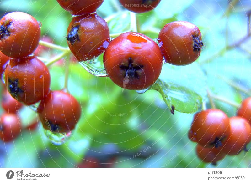 water drops Drops of water Berries Rain Macro (Extreme close-up)