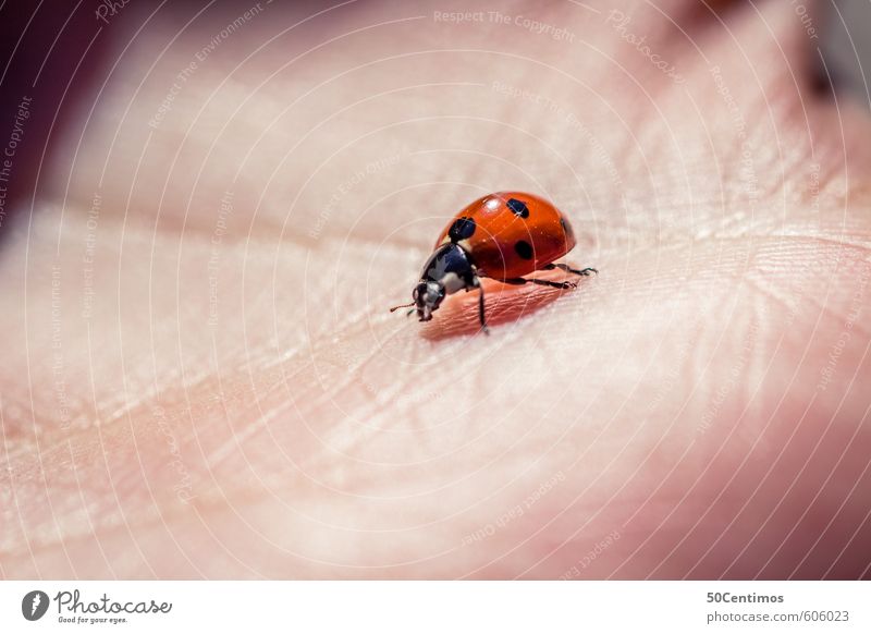 Ladybird in the hand Skin Hand Zoo Animal Wild animal Small Red Colour photo Close-up Detail Macro (Extreme close-up)