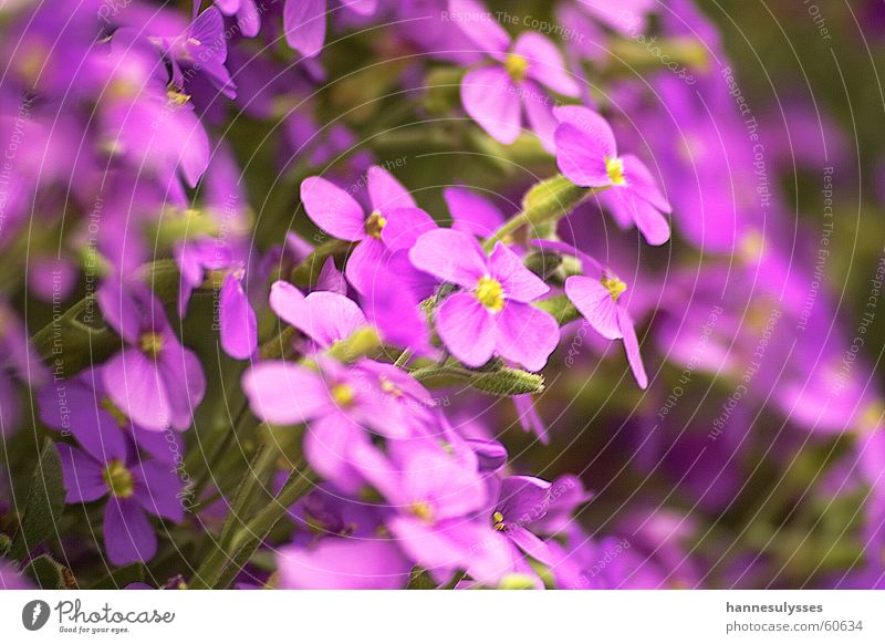 Together Blossom Flower Violet Macro (Extreme close-up) Detail