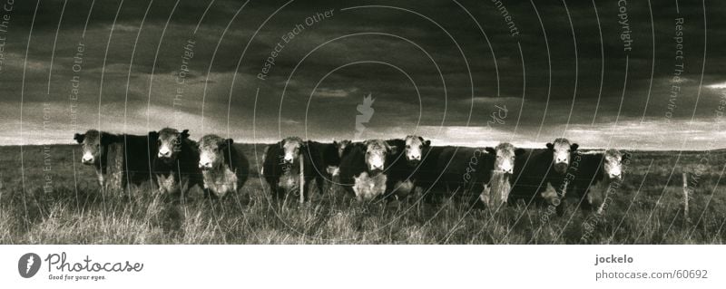 Q10 Australia Cow Loneliness Boredom Calf Mammal Black & white photo Landscape Appetite live meat yomam
