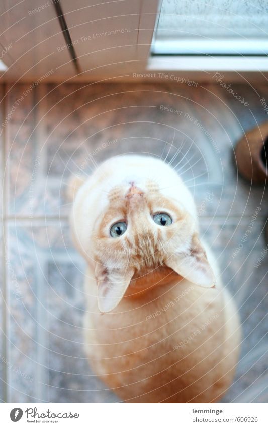 instant Animal Pet Cat Animal face 1 Wait Colour photo Interior shot Bird's-eye view Looking into the camera