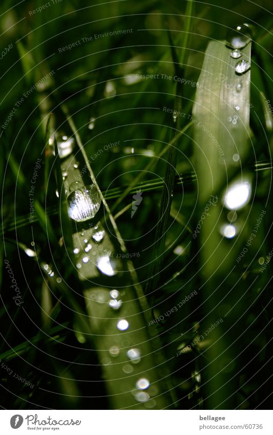 water pearls Grass Green Light Meadow Drops of water Water Rain Exterior shot