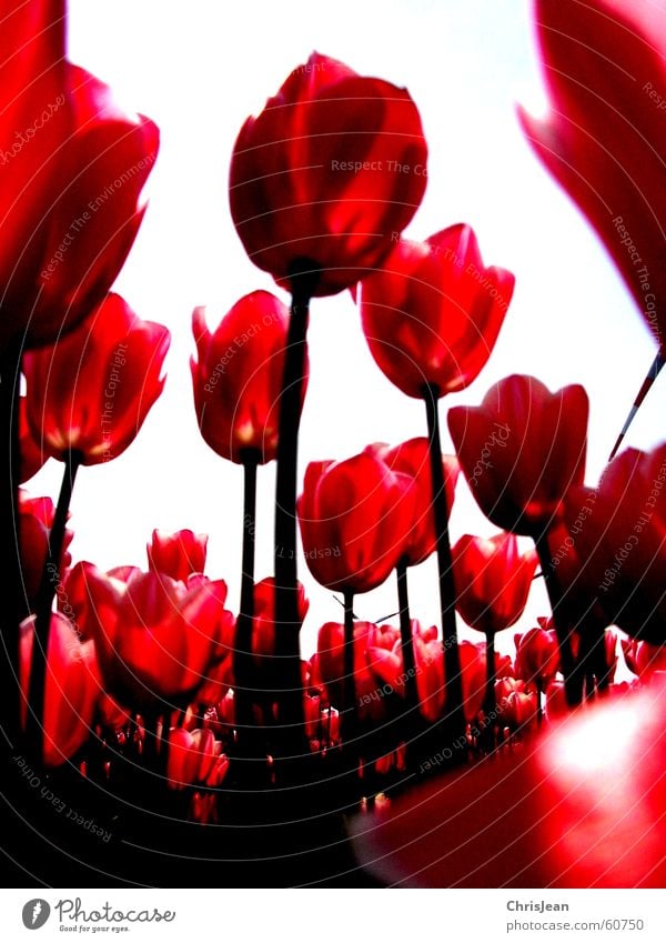 untitled Life Relaxation Calm Fragrance Art Painting and drawing (object) Nature Sky Clouds Warmth Flower Tulip Field Tall Pink Red Against Tulip field
