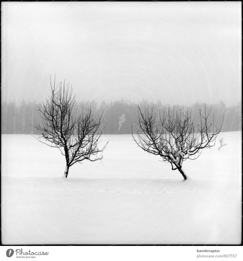 belatedness Winter Snow Environment Nature Landscape Plant Weather Tree Cold White Snowscape Contrast Analog Black & white photo Exterior shot Deserted