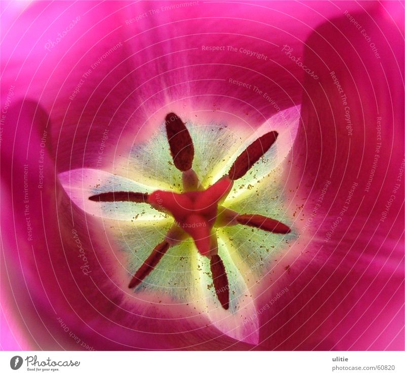 kaleidoscope Flower Tulip Pollen Kaleidoscope Spring Violet White Pastel tone Dark 6 Hexagon Pistil Star (Symbol) Bright