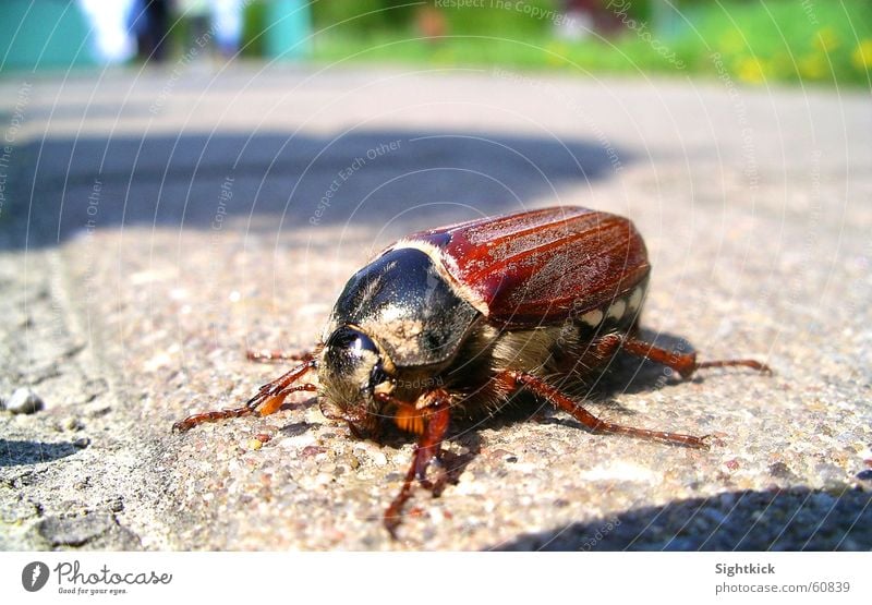 My Beetle Insect May Summer Spring To go for a walk Animal Crawl Concrete Asphalt May bug Hiking Sun Flying Stone Walking Armor-plated Wing