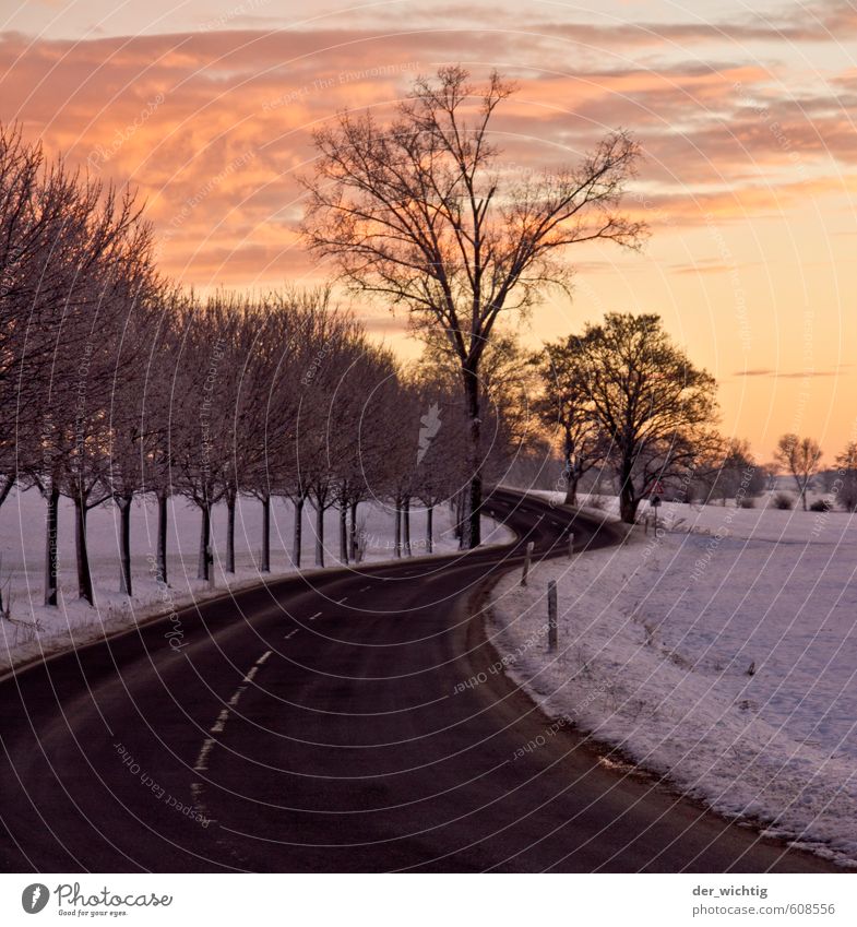 Street in the morning in the sunrise Nature Landscape Sky Horizon Sunrise Sunset Winter Weather Ice Frost Snow Tree Wild plant Forest Country road