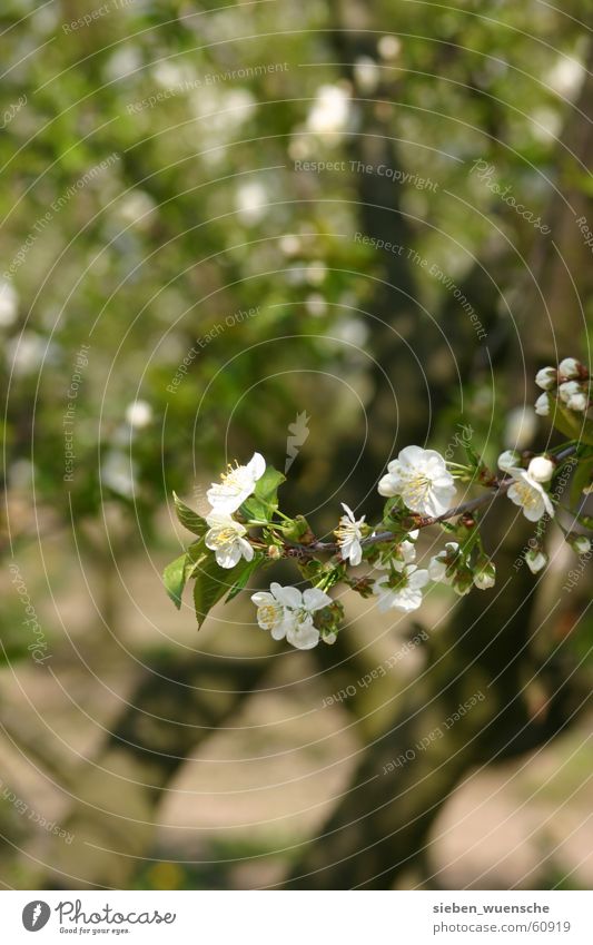 It's blooming! Nature Spring Tree Blossoming Growth Green Apple blossom Apple tree Sprout Maturing time Exterior shot Shallow depth of field Twig Detail