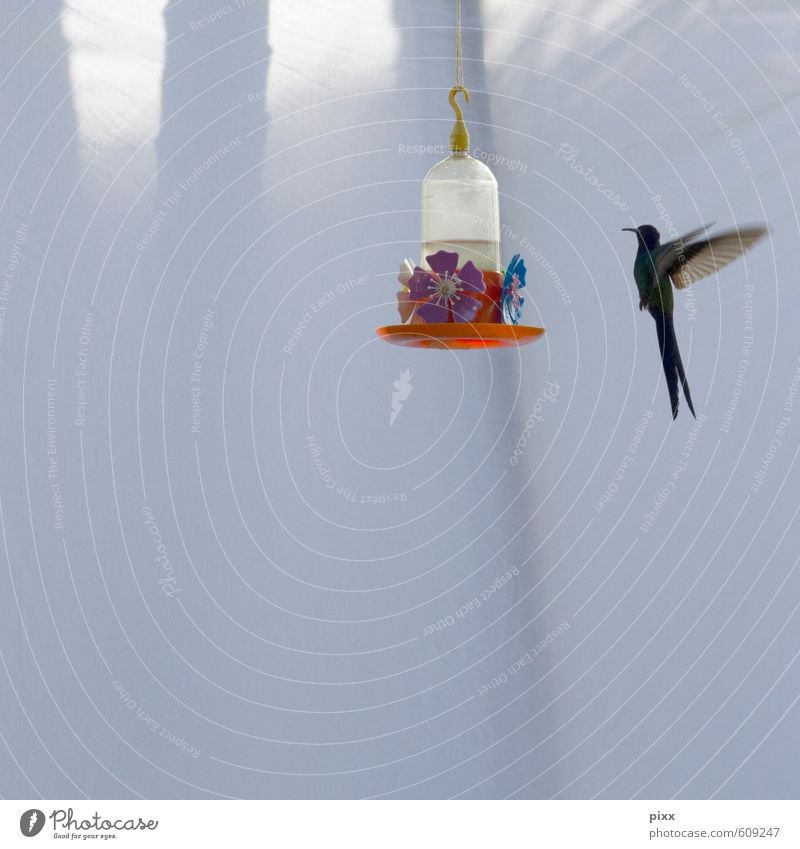 Hummingbird is flying or hovering in the air in front of white background and has a hummingbird drinker with flowers in view Vacation & Travel Summer Dance