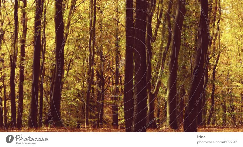 L´Autunno op.8 RV293 Harmonious Well-being Senses Relaxation Meditation Hiking Landscape Animal Autumn Tree Tree trunk Forest Fantastic Warmth Brown Yellow Gold