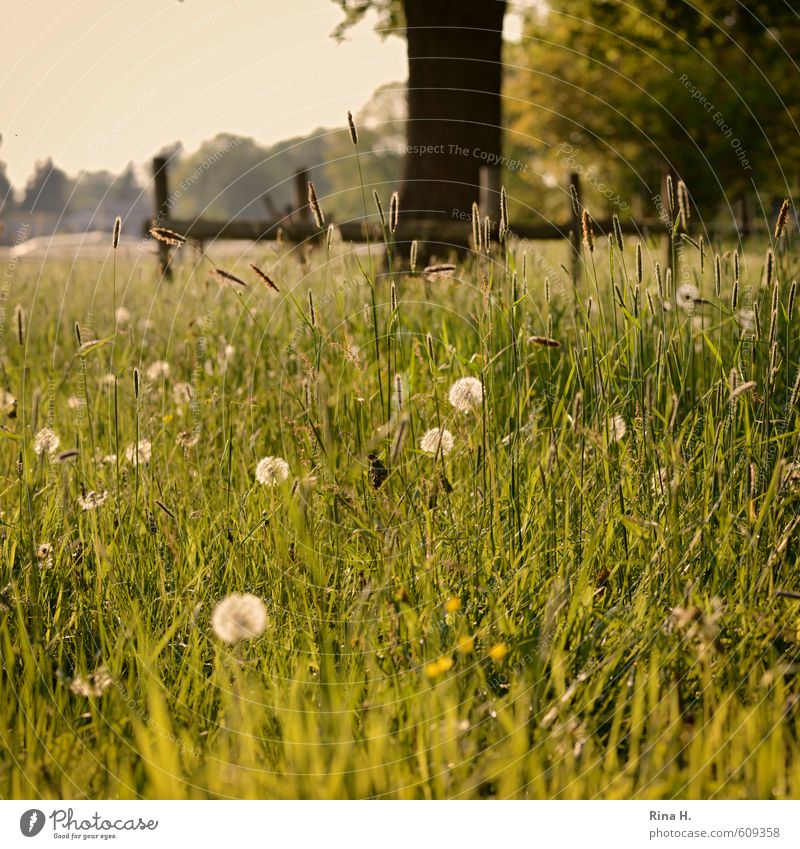 puff flowers Nature Landscape Spring Beautiful weather Tree Grass Wild plant Meadow Faded Natural Joie de vivre (Vitality) Spring fever Dandelion Square