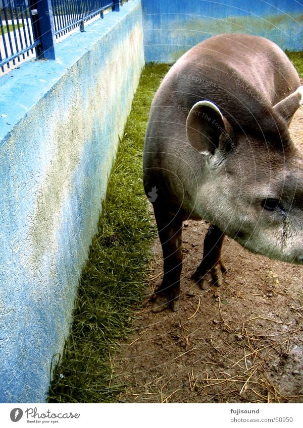 tapir Tapir Animal Zoo Dirty Grief Cute Sweet Blue Sadness