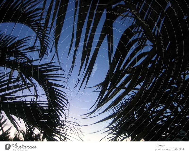 palm Lifestyle Exotic Vacation & Travel Far-off places Freedom Summer Summer vacation Sky Palm tree Relaxation Color gradient Byron Australia Frame Leaf