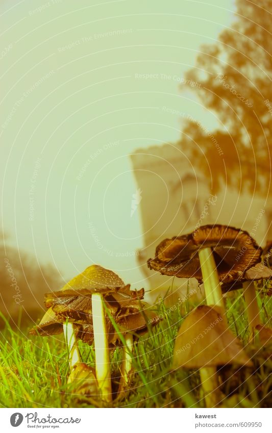 Not appetizing Mushrooms Nature Drops of water Sky Cloudless sky Autumn Bad weather Plant Grass Agricultural crop Park Meadow Castle Building Athletic Slimy