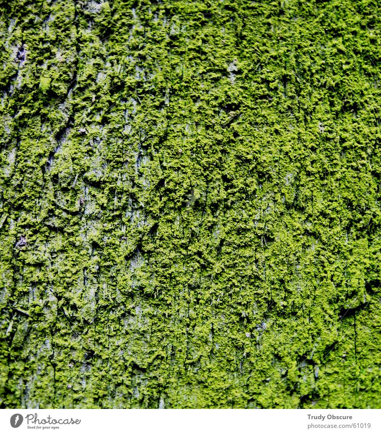 i'm still excited in green Surface Material Wood Tree bark Wooden board Green Bowl Structures and shapes from the tree fuel Moss Idea