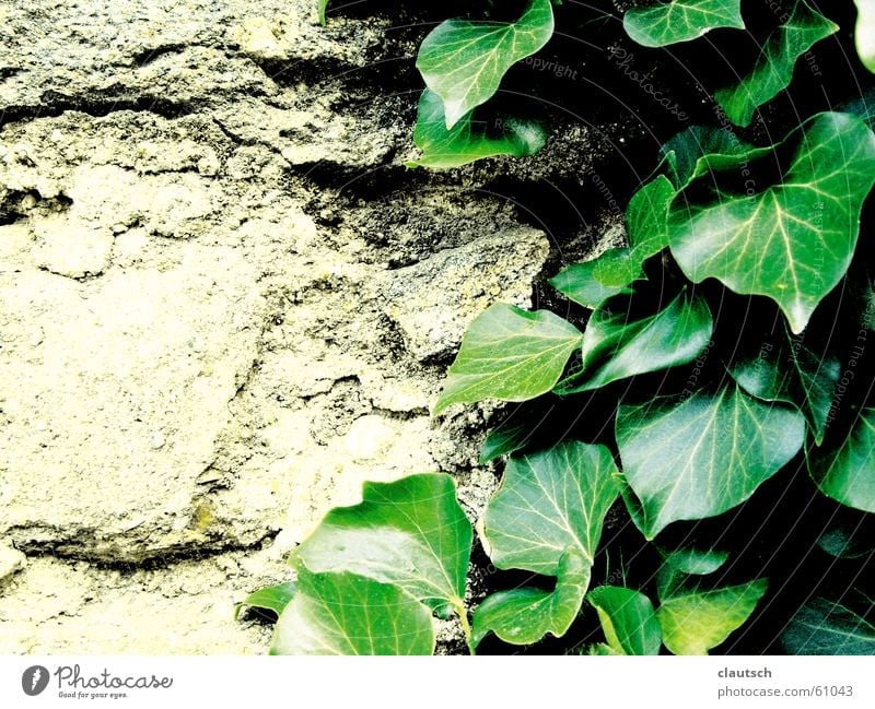 flattered by the leaves Leaf Ivy Creeper Plant Stone Green Wall (barrier) Wall (building) Hard Dry Soft Supple climb Climbing Rock Gain favor coaxed Smooth