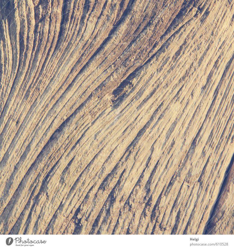 structural Wood Line Wood grain Old Authentic Exceptional Dark Simple Uniqueness Natural Brown Senior citizen Esthetic Bizarre Life Nature Arrangement