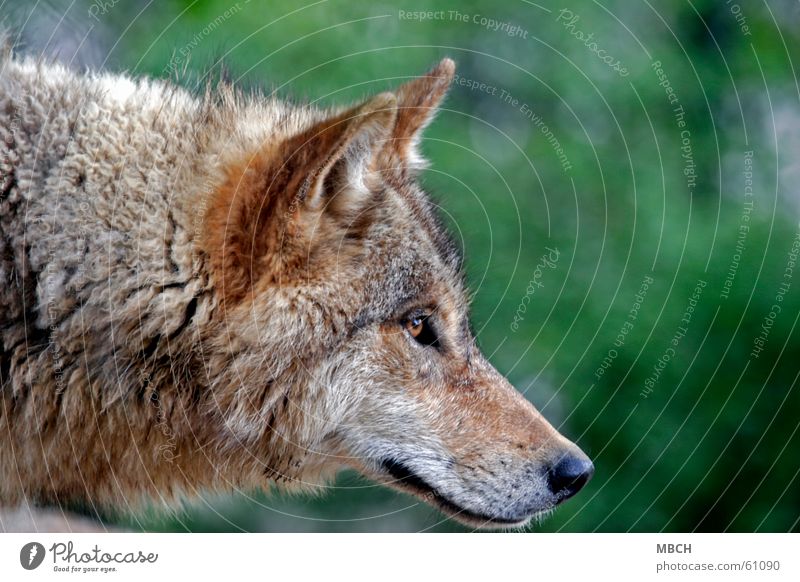 inquisitiveness Wolf Snout - a Royalty Free Stock Photo from Photocase