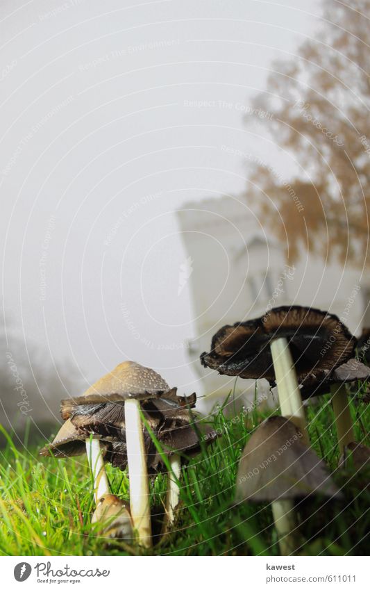 Mushrooms with raindrops Nature Landscape Drops of water Cloudless sky Autumn Plant Park Meadow Populated Deserted Castle Creepy Historic Wet Slimy Brown Green