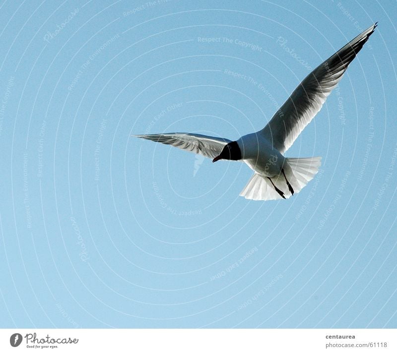 Black-headed Gull #2 Seagull Watchfulness Feeding Animal Bird Ocean Relaxation Sky Flying Freedom North Sea Observe