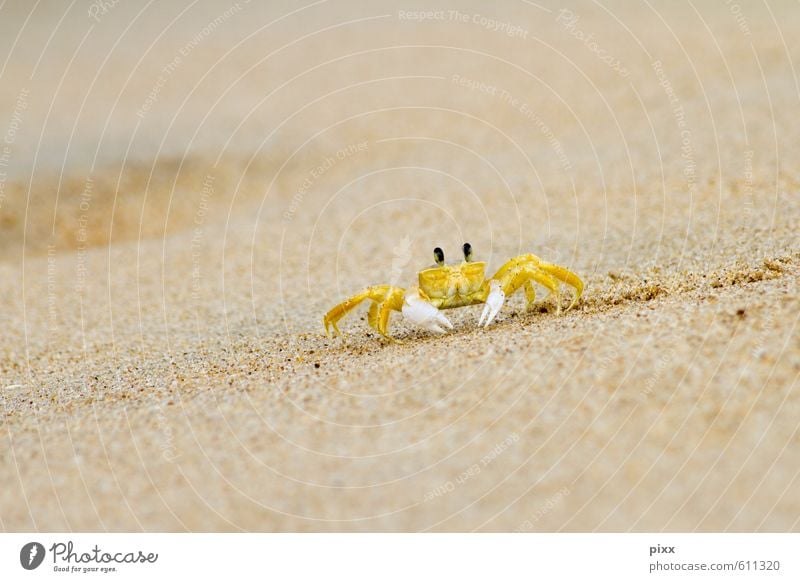 Yellow speedster Vacation & Travel Summer Ocean Nature Animal Sand Water Coast Beach Brazil South America Small Town Deserted Animal tracks Shrimp 1 Crawl