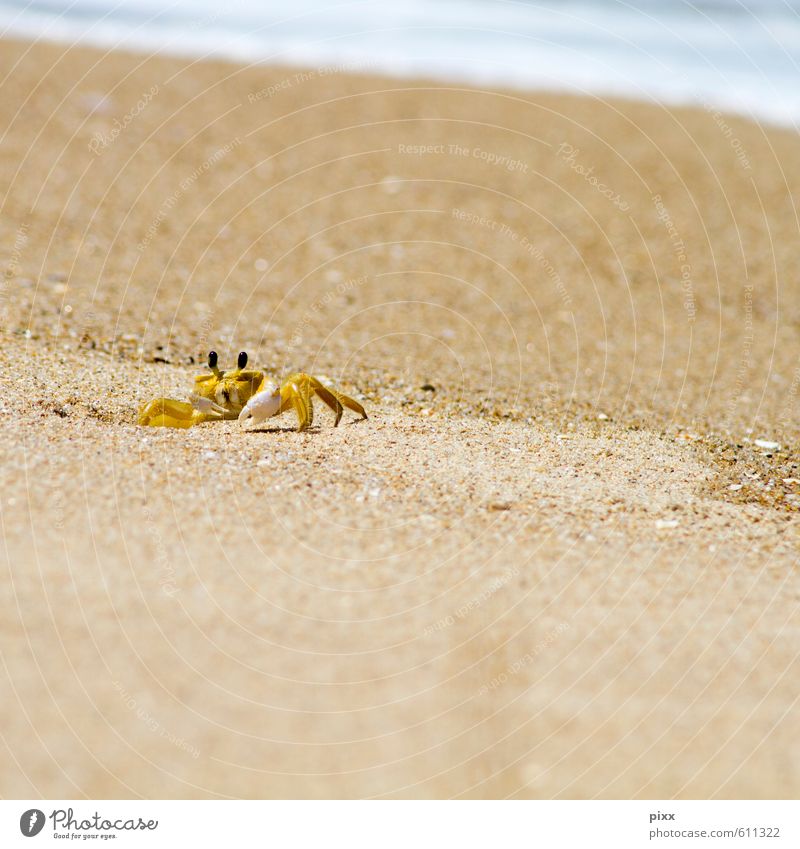 yellow speedster on the way home Vacation & Travel Trip Summer Animal Sand Water Beautiful weather Waves Coast Beach Ocean Atlantic Ocean Brazil South America