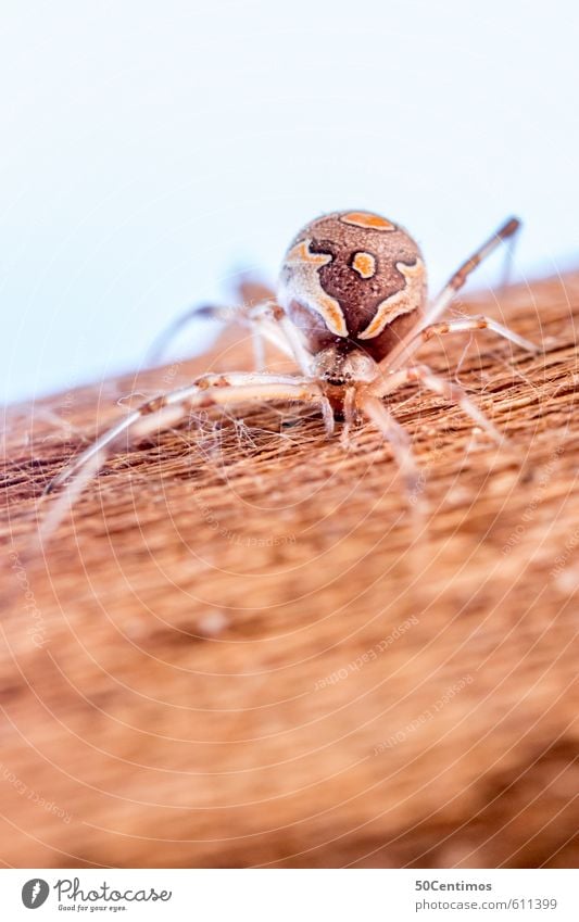 Exotic Spider Animal Wild animal 1 Wood Threat Brown Yellow Adventure Aggression Colour photo Macro (Extreme close-up) Shallow depth of field