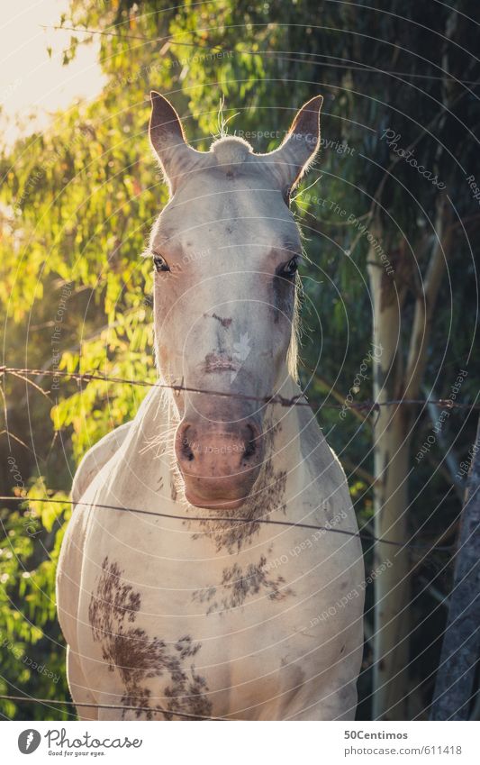 A grey horse - a white horse Nature Plant Tree Animal Farm animal Horse 1 Looking Stand Moody Contentment Remorse Relaxation Expectation Eternity Serene Calm