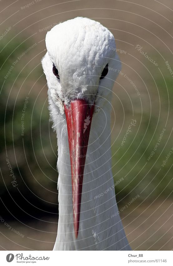 Look me in the eye. Stork Bird White Red Beak Black Animal Eyes