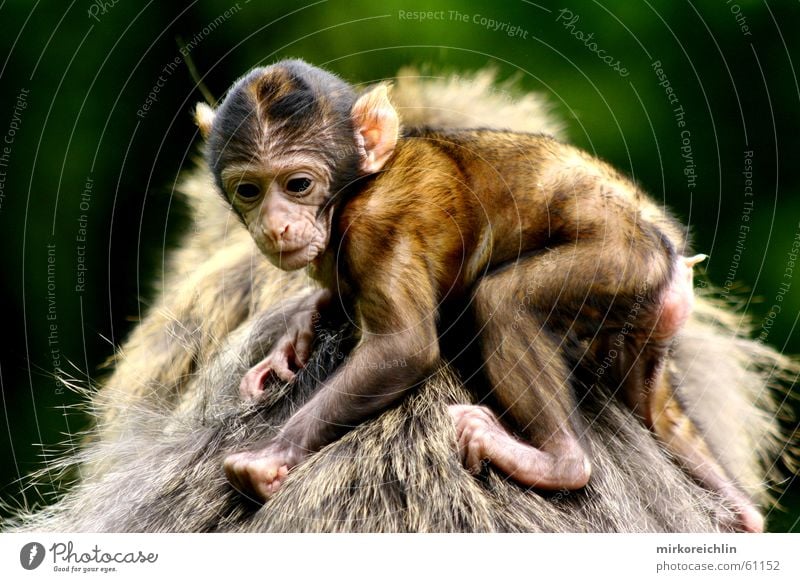 Hang on! Monkeys Barbary ape Hold To hold on Animal Safety Safety (feeling of) bigway Fear Protection Back Looking monkey Simian anthropoid young mother father