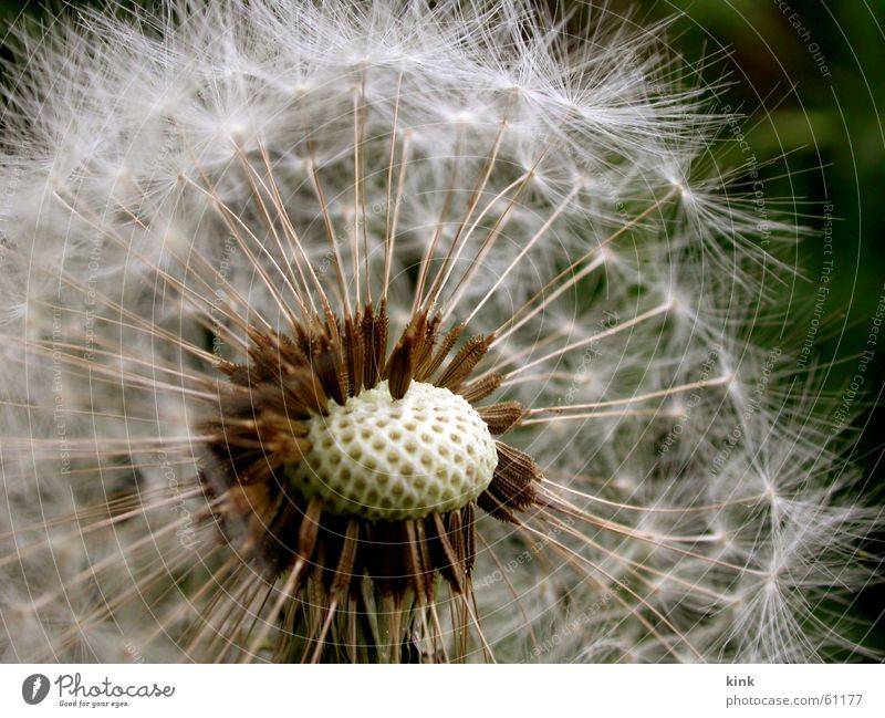 Withered dandelion Dandelion Flower Faded Seed White Wind Nature Green