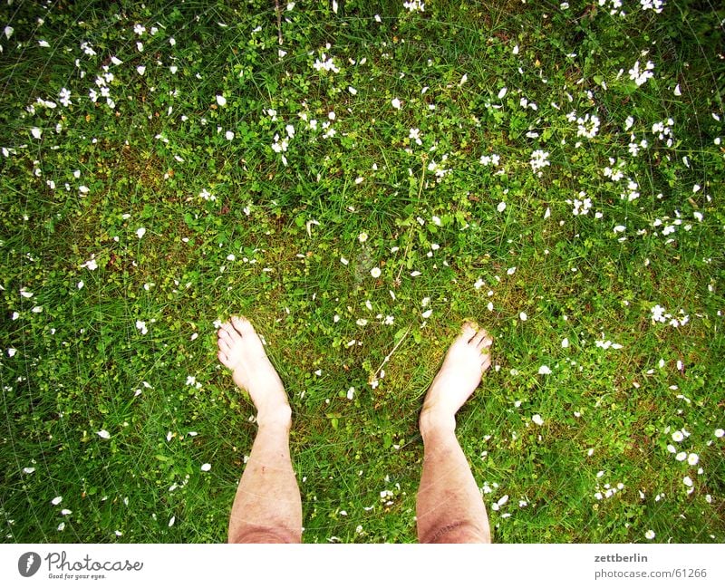 Standing on the meadow Grass Meadow Flower Right Left Toes Barefoot Vacation & Travel Farm Lawn Feet both Free Freedom dangle one's soul Zettberlin