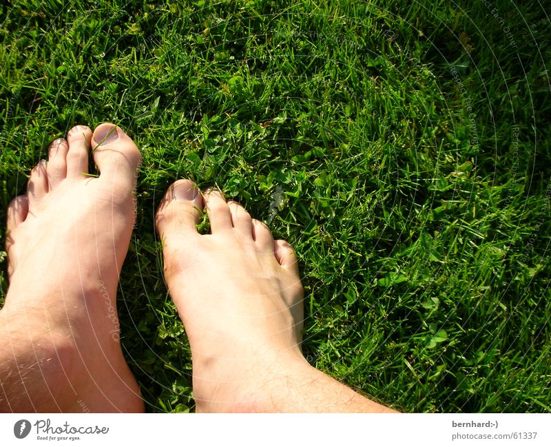 the summer on the track Summer Meadow Grass Green Lawn Feet foot Garden