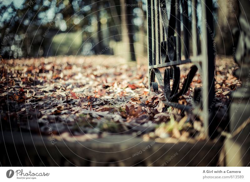 on finding peace Environment Nature Autumn Leaf Natural Calm Iron gate Floor covering Woodground Spooky Entrance Old Past Subdued colour Exterior shot Abstract