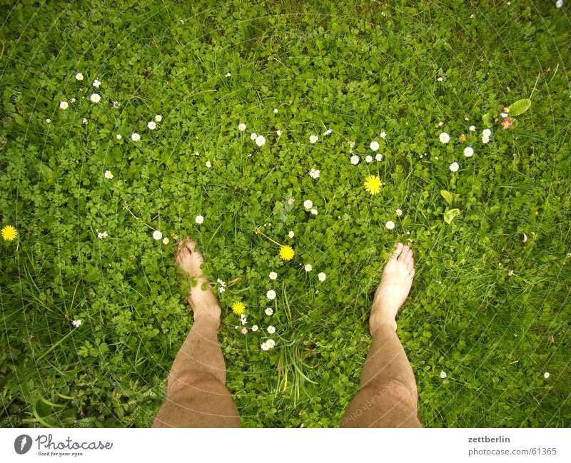 On the meadow, other place Grass Meadow Flower Right Left Stand Barefoot Naked Vacation & Travel Farm Lawn Feet both Free Freedom dangle one's soul Zettberlin