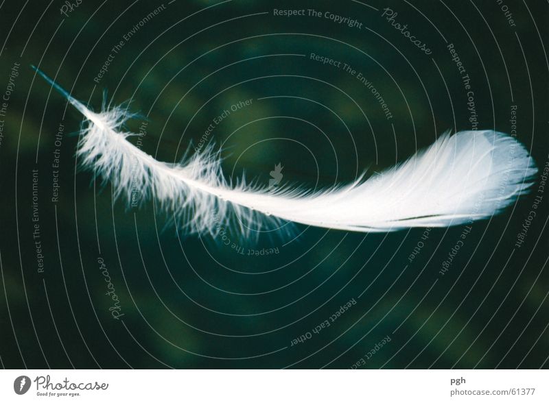 as light as a feather Easy Green White Flying Ease Feather Water Float in the water