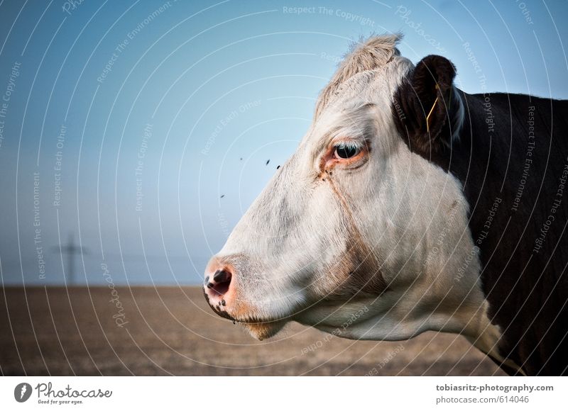 summer cow Animal Cow Animal face 1 Breathe Observe Think Relaxation To enjoy Looking Stand Authentic Elegant Near Natural Beautiful Blue Brown Pink Black White