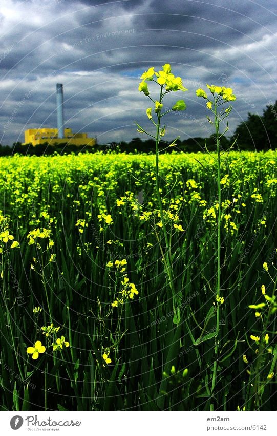 Appearances deceive Factory Yellow Green Clouds Summer Flower Blossom Industrial Photography